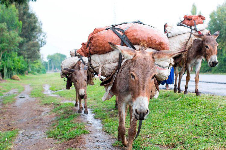 Use Animals For Work INTERNATIONAL WORKING ANIMAL DAY HIGHLIGHTS THE DAILY REALITY OF HARD ...