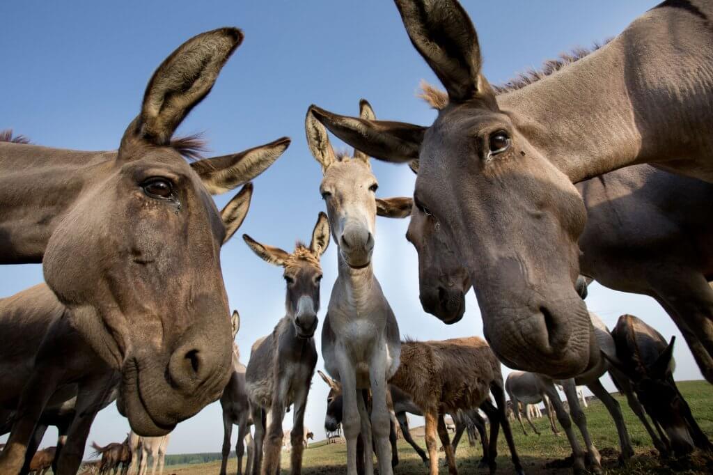A traditionally held belief is that horses and donkeys cannot safely live together, but is it true?