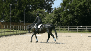 Para Dressage