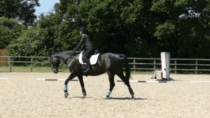 Para Dressage