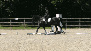 Para Dressage