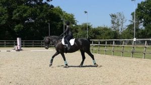 Pare Dressage