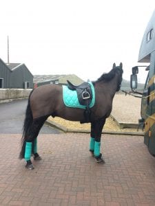 Horse in carpark