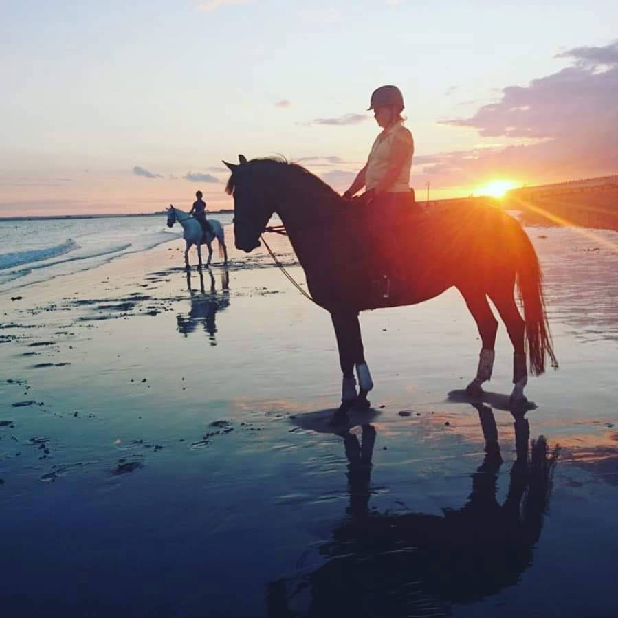 horse on the beach