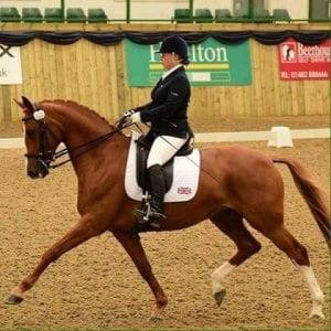 Dressage Horse