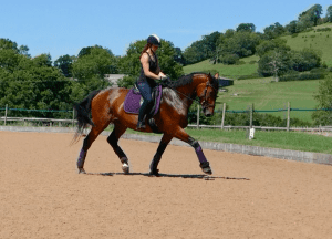 Dressage Horse in training