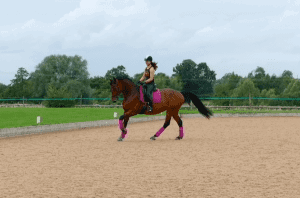 Dressage horse