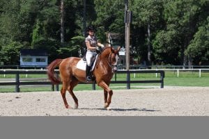 Dressage horse